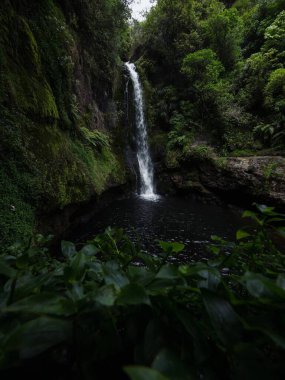 Tropikal Kaiate Şelalesi şelalesi suyu kayalıklardan aşağı düşüyor. Yeni Zelanda 'nın kuzeyindeki Waitao Papamoa Körfezi' nde sık yeşil çalı bitkisi ile birlikte.