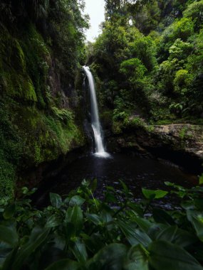 Tropikal Kaiate Şelalesi şelalesi suyu kayalıklardan aşağı düşüyor. Yeni Zelanda 'nın kuzeyindeki Waitao Papamoa Körfezi' nde sık yeşil çalı bitkisi ile birlikte.