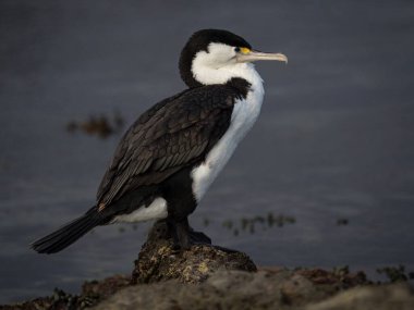 Kaikoura Canterbury Güney Adası Yeni Zelanda 'sında bir kayanın üzerinde duran siyah-beyaz tüylü karabatak Karuhiruhi karabatak karabatak vahşi hayvan portresi.