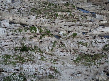 Yeni Zelanda kürk fok kolonisi kayalık kıyı şeridinde dinleniyor beyaz kireçtaşı oluşum kıyı manzarası, Kaikoura Yarımadası Canterbury Güney Adası