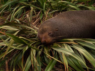 Kaikoura Yarımadası Canterbury Güney Adası 'ndaki yeşil bir Phormium tenax keten fabrikasında uyuyan Yeni Zelanda kürk fok foklarının yakın görüntüsü.