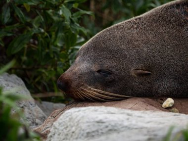 Kaikoura Yarımadası Canterbury Güney Adası 'ndaki beyaz kireçtaşı kayanın üzerinde uyuyan Yeni Zelanda kürklü fok fotoğrafının detaylı bir portresi.