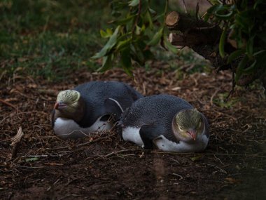 Küçük sevimli bir çift sarı gözlü penguen Megadyptes antipodlar Hoiho endemik deniz kuşu Katiki Noktası Otago Güney Adası Yeni Zelanda 'da uyuklayarak yatıyor.