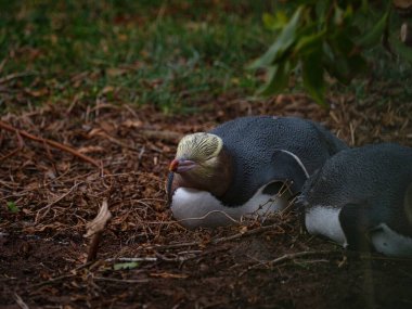 Küçük sevimli bir çift sarı gözlü penguen Megadyptes antipodlar Hoiho endemik deniz kuşu Katiki Noktası Otago Güney Adası Yeni Zelanda 'da uyuklayarak yatıyor.