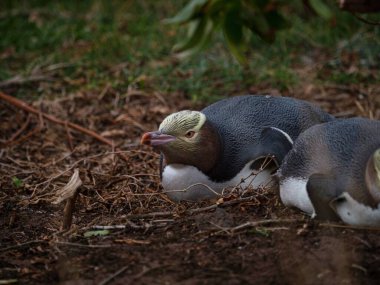 Küçük sevimli bir çift sarı gözlü penguen Megadyptes antipodlar Hoiho endemik deniz kuşu Katiki Noktası Otago Güney Adası Yeni Zelanda 'da uyuklayarak yatıyor.