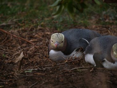 Küçük sevimli bir çift sarı gözlü penguen Megadyptes antipodlar Hoiho endemik deniz kuşu Katiki Noktası Otago Güney Adası Yeni Zelanda 'da uyuklayarak yatıyor.