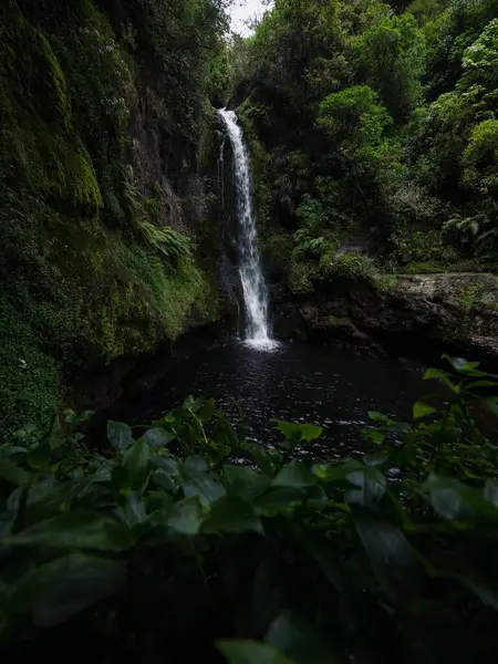 Tropikal Kaiate Şelalesi şelalesi suyu kayalıklardan aşağı düşüyor. Yeni Zelanda 'nın kuzeyindeki Waitao Papamoa Körfezi' nde sık yeşil çalı bitkisi ile birlikte.
