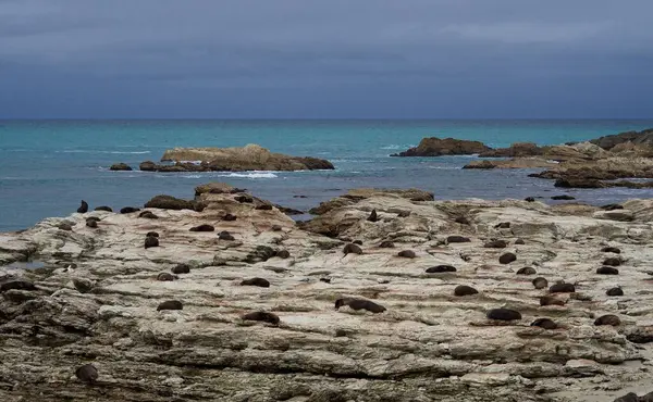 Yeni Zelanda kürk fok kolonisi kayalık kıyı şeridinde dinleniyor beyaz kireçtaşı oluşum kıyı manzarası, Kaikoura Yarımadası Canterbury Güney Adası