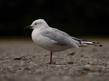 Kırmızı gagalı martı deniz hayvanı Chroicocephalus novaehollandiae scopulinus 'un çakıl taşı zemininde bulanık arkaplanlı Rotoiti Gölü Tasman Güney Adası Yeni Zelanda