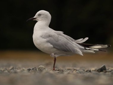 Kırmızı gagalı martı deniz hayvanı Chroicocephalus novaehollandiae scopulinus 'un çakıl taşı zemininde bulanık arkaplanlı Rotoiti Gölü Tasman Güney Adası Yeni Zelanda