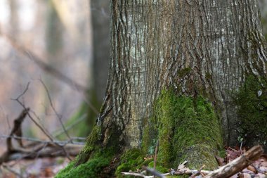 Avrupa 'da ekilen Kuzey kırmızı meşe ağaçları (Quercus rubra). Kuzey kırmızı meşe (Quercus rubra) orman çiftliği. Ormanda meşe ağaçları.