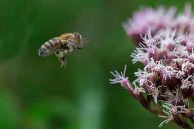 Bal arısı (Apis mellifera) kenevir-tarım (Eupatorium cannabinum) çiçeği üzerinde. Bir arı ballı Eupatorium cannabinum çiçeğinin üzerinde çalışır.