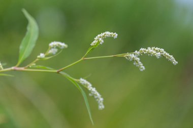 Ot Persicaria lapathifolia tarlaların arasında yetişir. Persicaria sp çiçekleri. Karabuğday familyasından bir bitki türü (Polygonaceae).