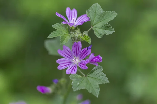 stock image Malva sylvestris is a species in the family of Malvaceae. Flowers of common mallow (Malva sylvestris) macro - wild flora of Europe.