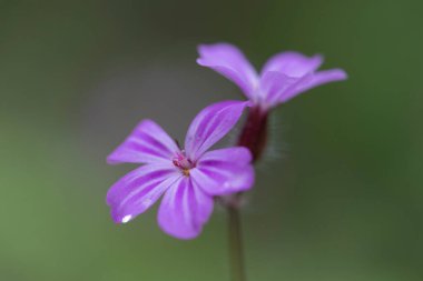 Doğal ortamda bitki-Robert (Geranium robertianum) makrosu.