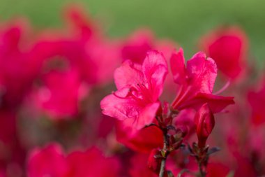 Bahçedeki kırmızı rhododendron çiçekleri, makro. Bahçede çiçek açan rhododendron çalıları. Manzara tasarımı, yeşillendirme, dekoratif bahçıvanlık..