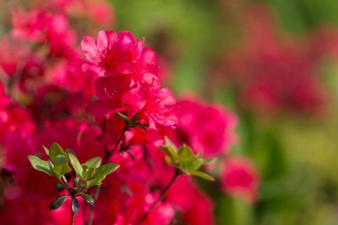Bahçedeki kırmızı rhododendron çiçekleri, makro. Bahçede çiçek açan rhododendron çalıları. Manzara tasarımı, yeşillendirme, dekoratif bahçıvanlık..