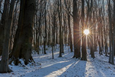 Kışın kayın ormanları ağaçların arasından güzel güneş ışınları saçıyor. Güneş ağaçların arasından parlar ve karın üzerine altın bir ışık saçar. Eşsiz bir kış yaprak döken orman - duvar kâğıdı için resim.