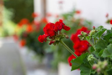 Kırmızı pelargonyum ahşap bir kulübenin duvarını süslüyor. Bahçedeki kırmızı Pelargonium. Yaz bahçesinde kırmızı sardunya çiçekleri.
