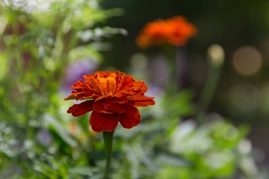 Bahçede yeşilliğin güzel arka planında kadife çiçekleri (Tagetes erecta) makrosu.