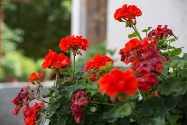 Kırmızı pelargonyum ahşap bir kulübenin duvarını süslüyor. Bahçedeki kırmızı Pelargonium. Yaz bahçesinde kırmızı sardunya çiçekleri.