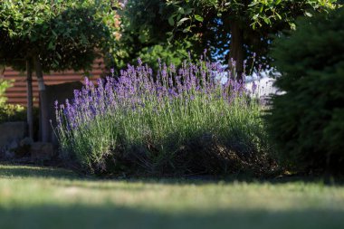Modern bir kır evinin bahçesinde çiçek açan lavanta çalıları - peyzajda kullanım için bir örnek. Bahçedeki çekici bir çiçek tarlasında diğer bitkiler arasında peyzaj tasarımında lavanta çalıları.