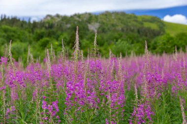 Chamaenerion angustifolium, Onagraceae familyasından bir bitki türü. Karpat Dağları 'ndaki Fireweed (Chamaenerion angustifolium) çalıları. 