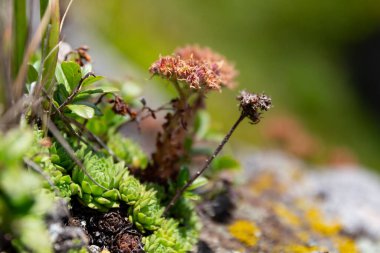 Mountain Houseleek (Sempervivum montanum subsp. Yazın sulu pembe karpaticum. Dağ evi (Sempervivum montanum subsp. Carpathicum) Karpatların doğal ortamında.