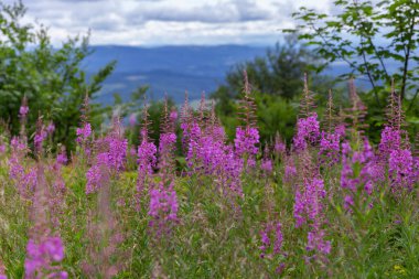 Chamaenerion angustifolium, Onagraceae familyasından bir bitki türü. Karpat Dağları 'ndaki Fireweed (Chamaenerion angustifolium) çalıları. 