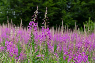 Chamaenerion angustifolium, Onagraceae familyasından bir bitki türü. Karpat Dağları 'ndaki Fireweed (Chamaenerion angustifolium) çalıları. 