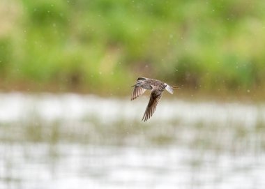 Büyük balıkçıl (Ardea alba) avlanırken suda durur.
