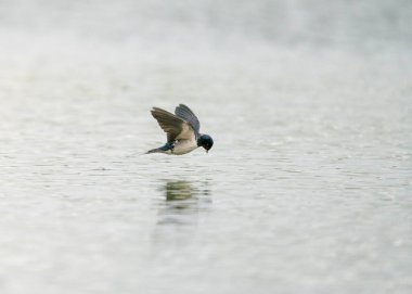 Ahır kırlangıcı (Hirundo rustica) su üzerinde uçan böcekleri yakalar.