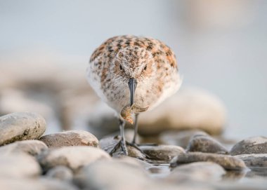Little stint (Calidris minuta or Erolia minuta), is a very small wader of the Scolopacidae family. Little stint on the shore of the lake hunts for prey in a typical biotope.