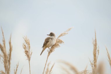 Büyük sazlık bülbülü (