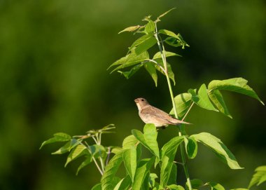 Goldcrest (Regulus regulus), Regulidae familyasından bir kuş türü. Doğal biyopside Goldcrest portresi.
