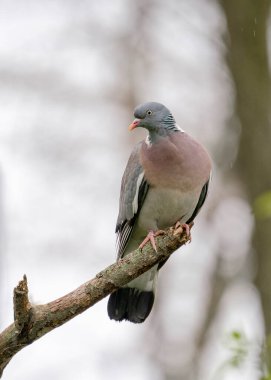 Orman güvercini (Columba palumbus), Kolomb familyasından sıradan bir güvercin türü.