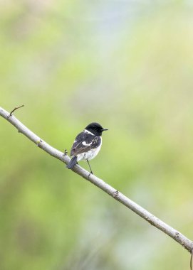 Avrupa stonechat (Saxicola rubicola), Muscicapidae familyasından bir kuş türü..