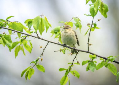 Yaygın chiffchaff (Phylloscopus collybita), ya da doğal yuvada ilkbaharda basit bir chiffchaff..