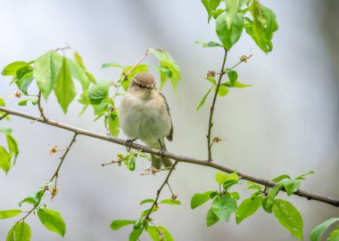 Yaygın chiffchaff (Phylloscopus collybita), ya da doğal yuvada ilkbaharda basit bir chiffchaff..