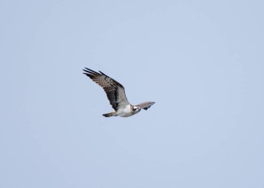 Osprey (Pandion haliaetus) mavi gökyüzünün arka planına doğru uçuyor.