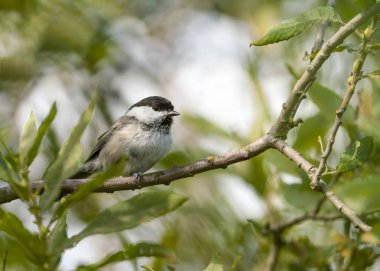 Willow tit (Poecile montanus) is a passerine bird in the tit family Paridae. willow tit in summer among the leaves in a typical pose with characteristic features of the species.