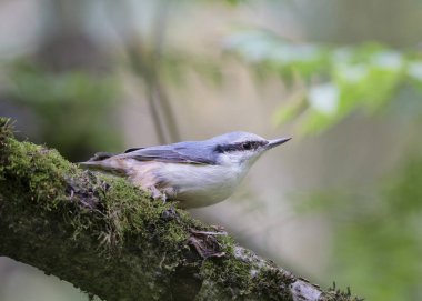 Avrasya tımarhanesi (