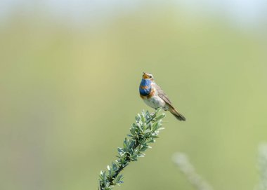 Bluethroat (Luscinia svecica), Muscicapidae familyasından küçük bir kuş türü. Erkek Bluethroat (Luscinia svecica) baharda bir dalda şarkı söyler.