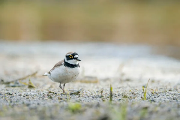 Little Ringed Plover Charadrius Dubius Small Plover Charadriidae Family —  Fotos de Stock