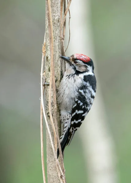 Lesser Spotted Woodpecker Dryobates Minor Member Woodpecker Family Picidae Male —  Fotos de Stock