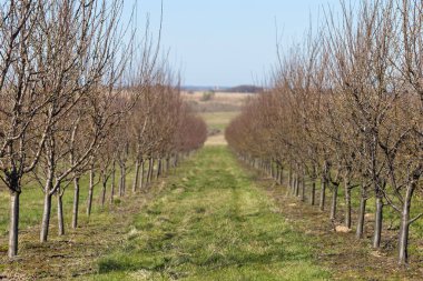 Plum garden in early spring before flowering. Rows of plum trees in a modern orchard. Agriculture. Rows of plum trees grow.