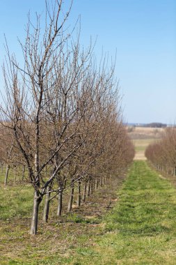 Plum garden in early spring before flowering. Rows of plum trees in a modern orchard. Agriculture. Rows of plum trees grow.