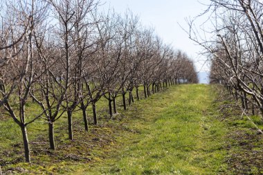 Plum garden in early spring before flowering. Rows of plum trees in a modern orchard. Agriculture. Rows of plum trees grow.