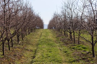 Plum garden in early spring before flowering. Rows of plum trees in a modern orchard. Agriculture. Rows of plum trees grow.