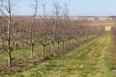 Plum garden in early spring before flowering. Rows of plum trees in a modern orchard. Agriculture. Rows of plum trees grow.